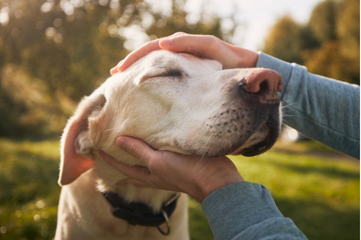 Trusted by Pet Owners