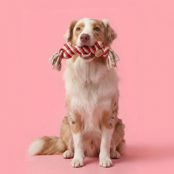 Pet Favourites