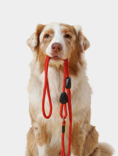 Leads & Harnesses