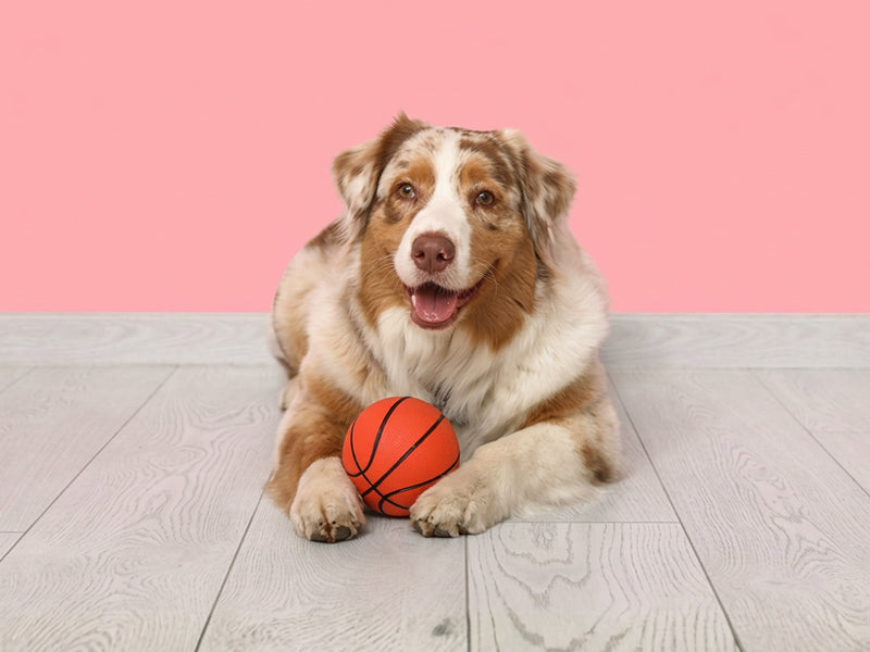 Shop Dog