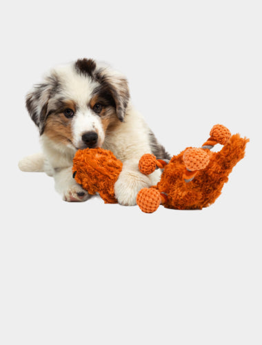 Pet Toys