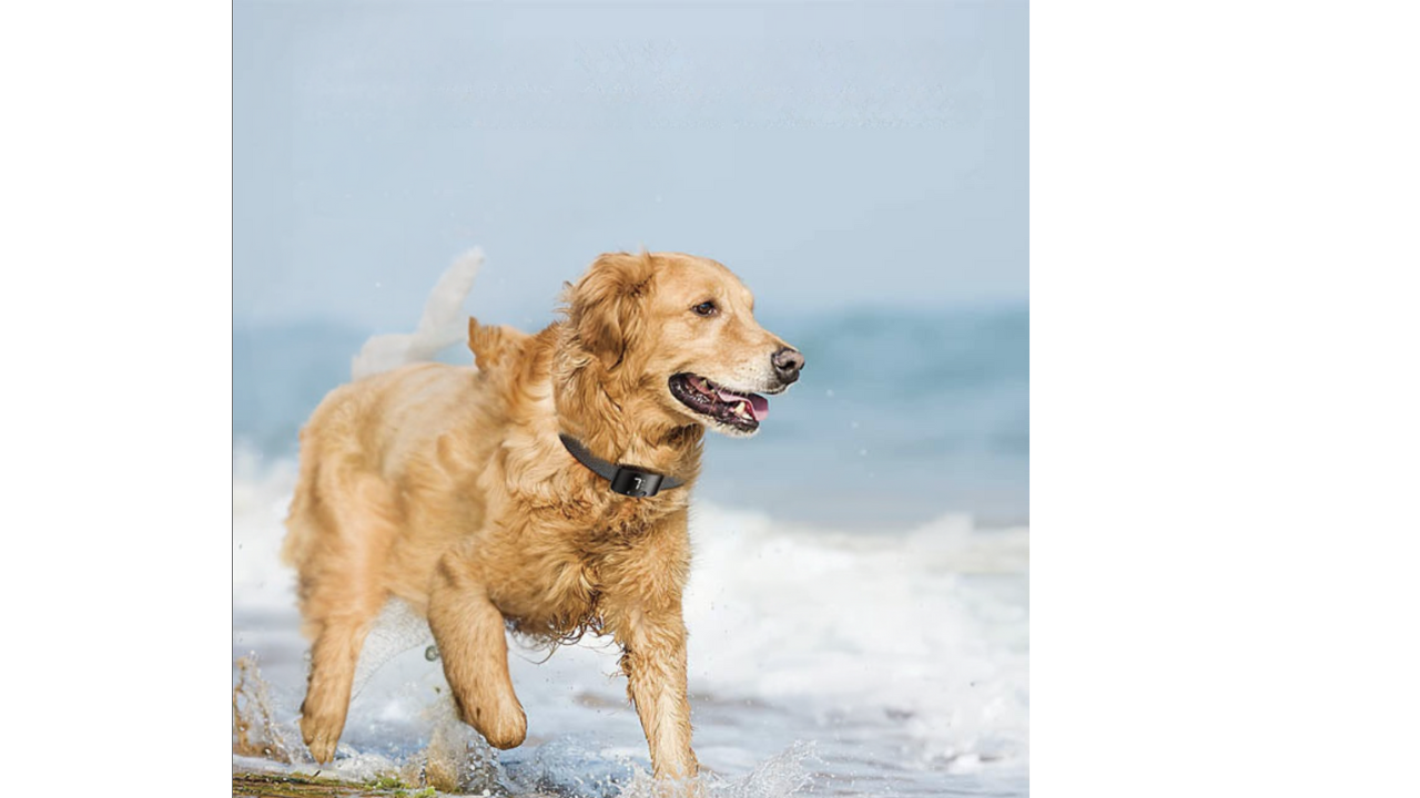 Rechargeable Anti Bark Dog Collar | Waterproof Adjustable Training Collar | Sound & Vibration Control | Woofing Deals