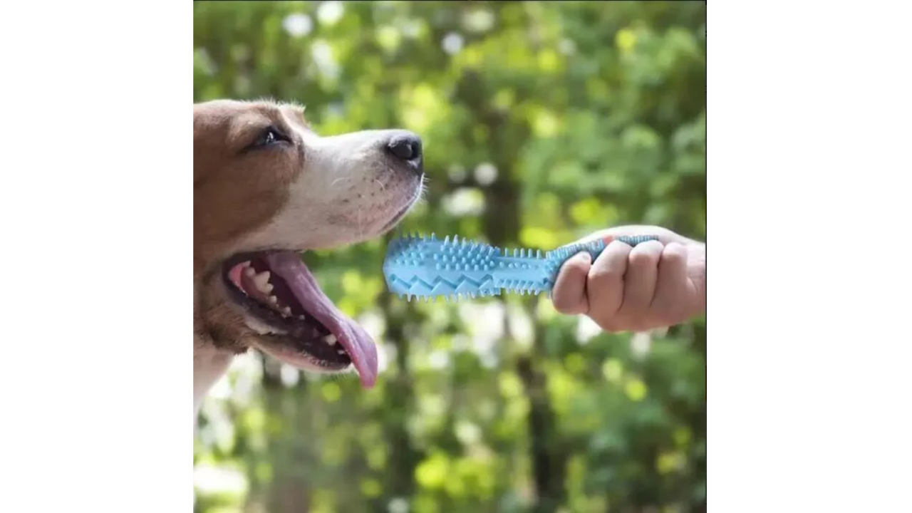 Cactus Dog Chew Toy | Rubber Treat Dispenser | Dental Toothbrush Toy for All Dogs | Woofing Deals