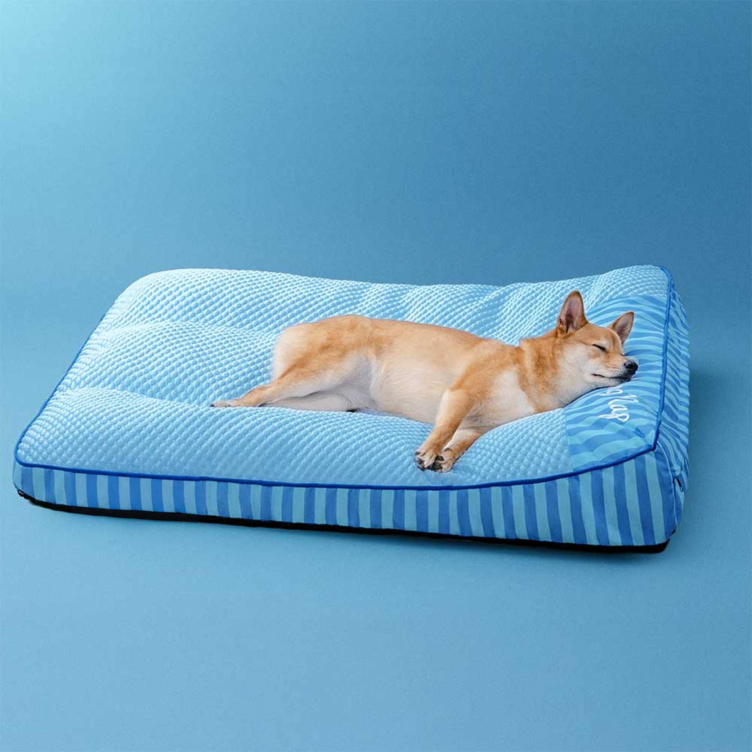 Dog lying on a blue pet bed against a blue background