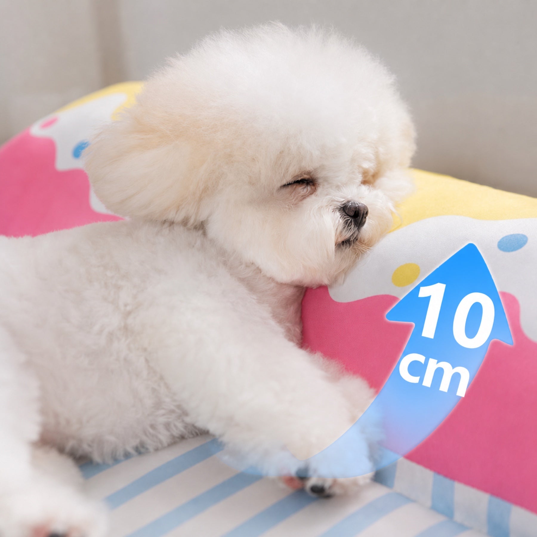 Small fluffy white dog resting on a colorful cloud pillow with a blue arrow showing 10 cm height