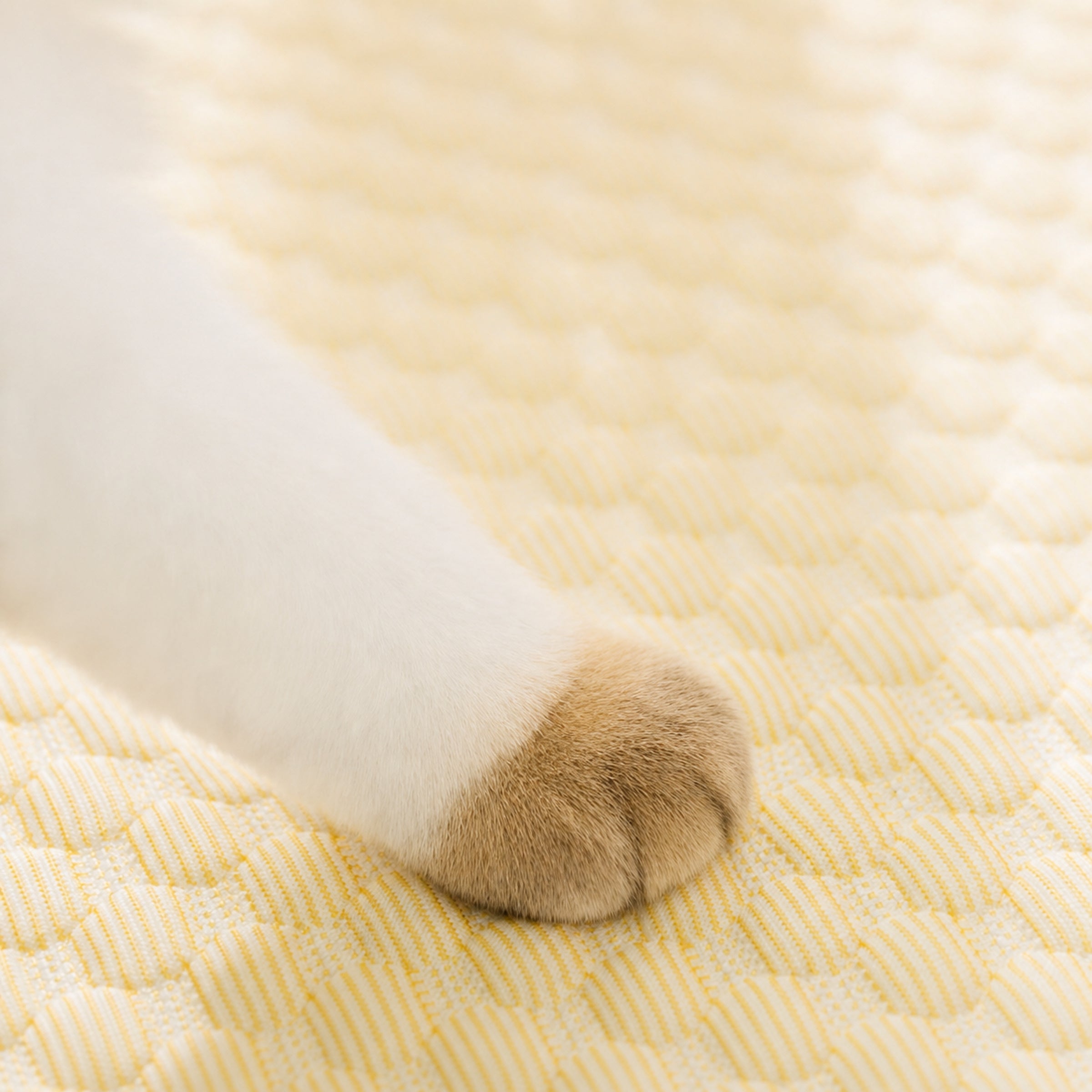 Question Mark Cooling Pet Mat | Breathable Washable Summer Bed