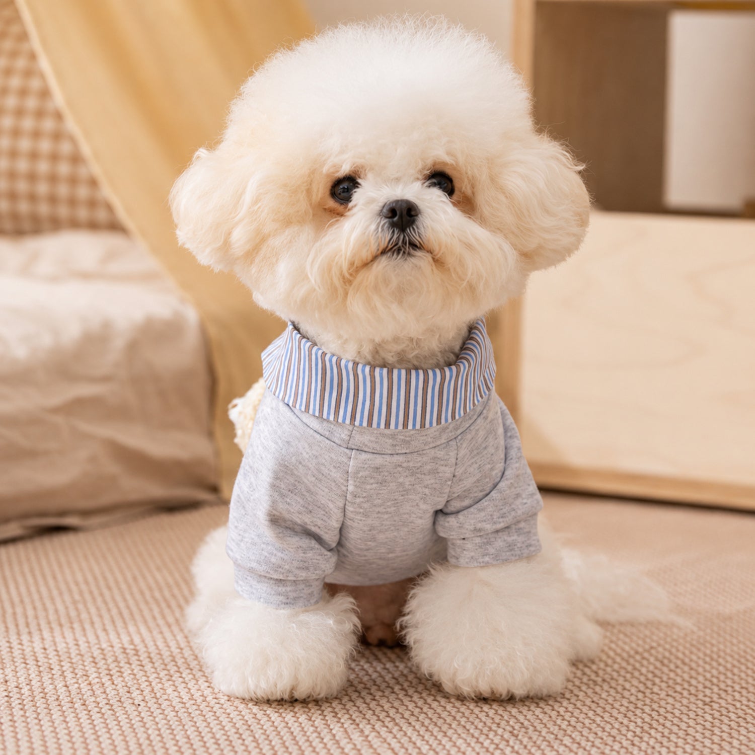 Teddy Bear Pocket Pet Coat | Striped Collar | Cosy Layered-Look Outfit