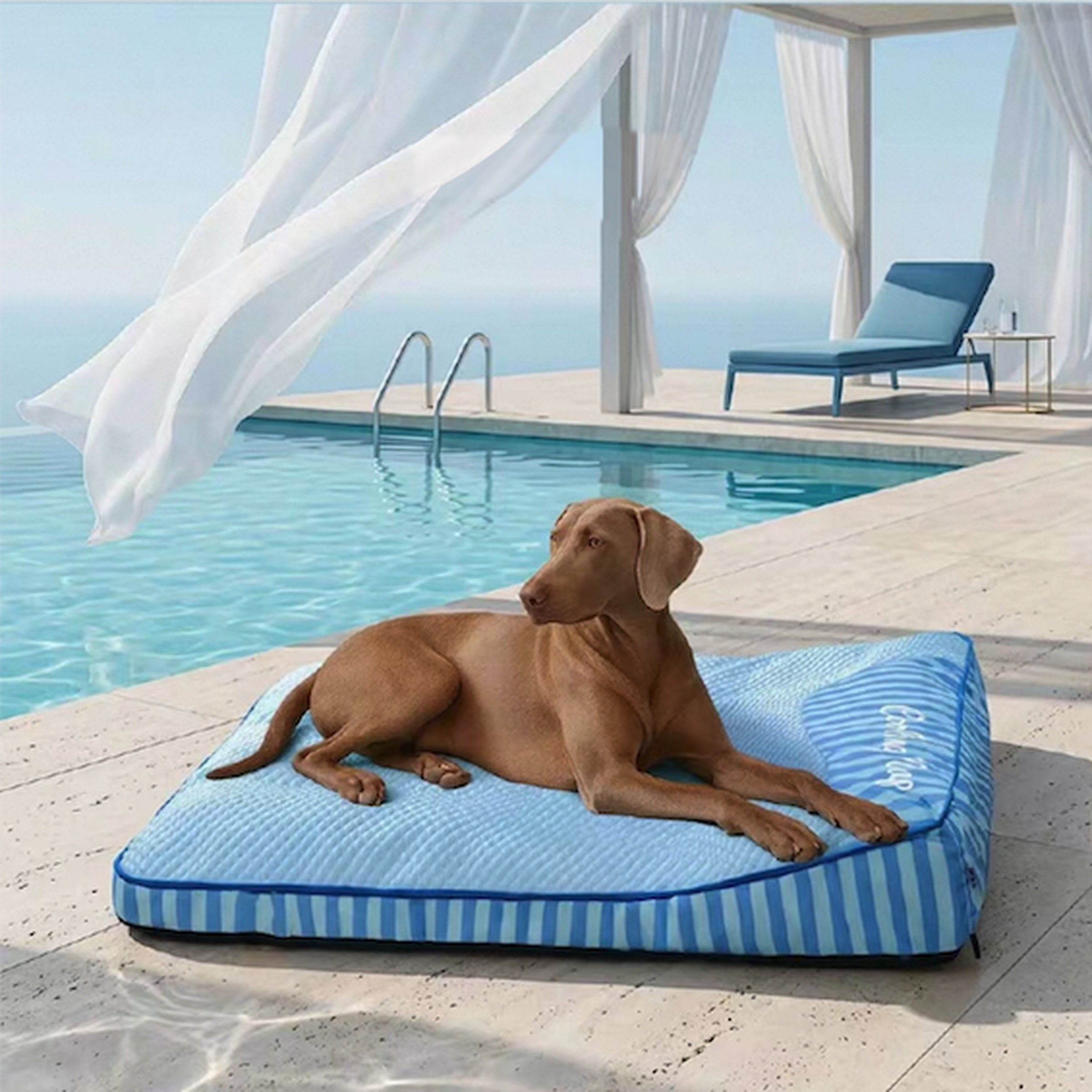 Dog lying on a blue striped dog bed by a poolside.