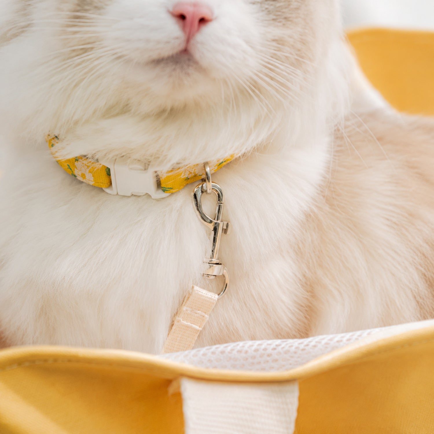 Foldable Pet Carrier Tote | Zipped Mesh Panel, Safety Clip & Carry Handles